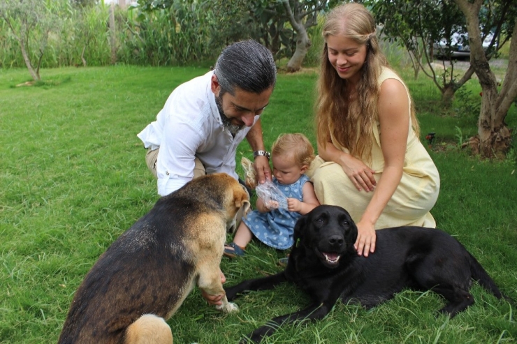 Köpekleri Zehirleyen Şüphelinin Bulunması İçin Para Ödülü Koydu