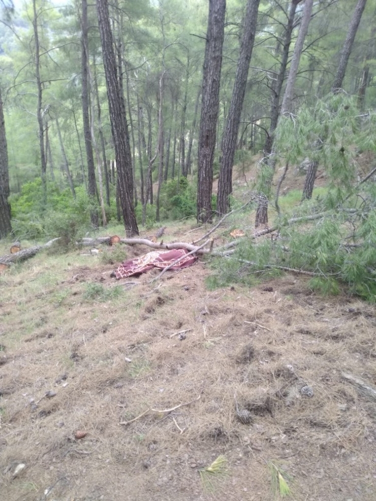 Kestiği Ağacın Altında Can Verdi