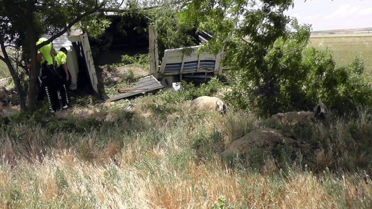 Koyun Yüklü Kamyonet Devrildi: 2 Yaralı