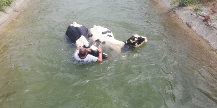Sulama Kanalına Düşen Hayvanlar İçin İtfaiye Ve Vatandaşlar Seferber Oldu