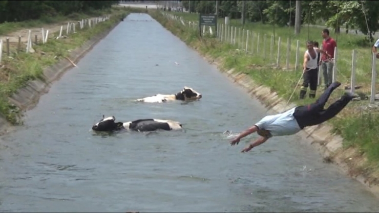 Sulama Kanalına Düşen Hayvanlar İçin İtfaiye Ve Vatandaşlar Seferber Oldu