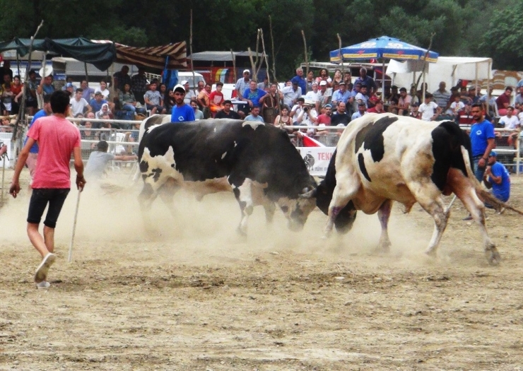 Ula’da Boğa Güreşi