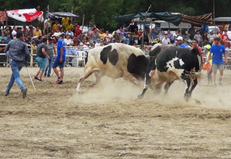Ula’da Boğa Güreşi