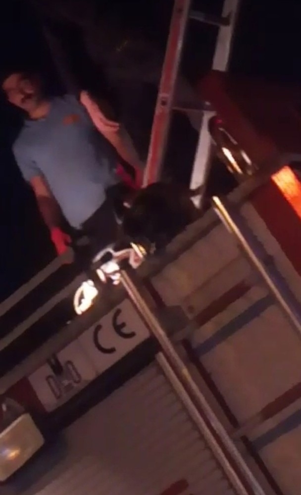 Direkte Mahsur Kalan Kediyi İtfaiye Kurtardı