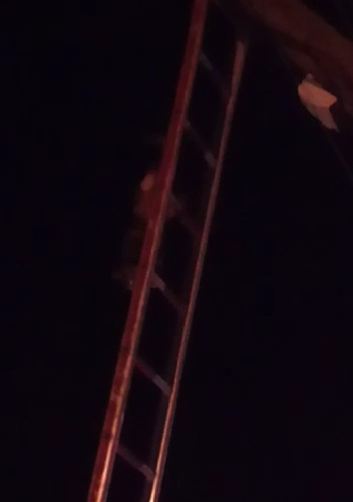 Direkte Mahsur Kalan Kediyi İtfaiye Kurtardı