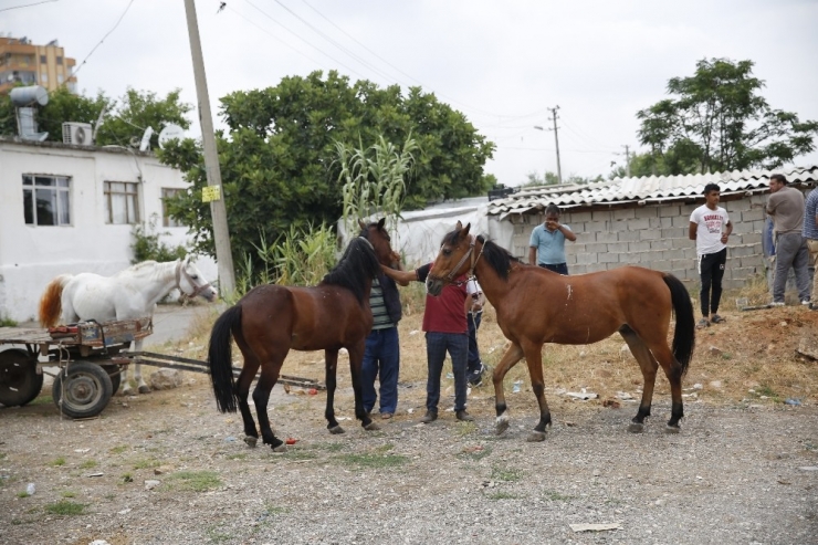 Antalya’da Fayton Dönemi Sona Erdi, Atlar Hayvanat Bahçesine Teslim Edildi