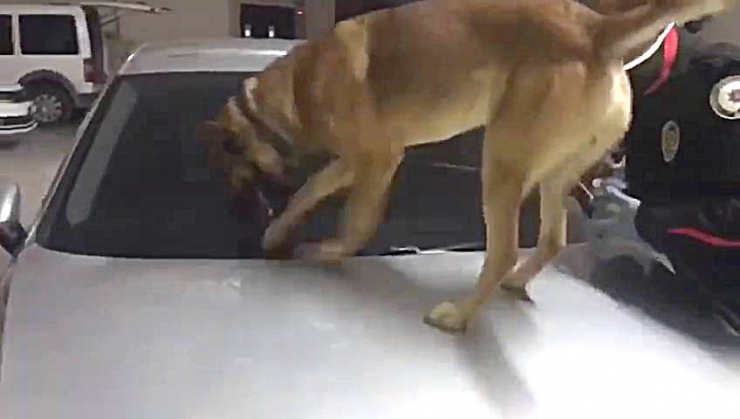 Polis Uyuşturucu Tacirlerine Göz Açtırmıyor