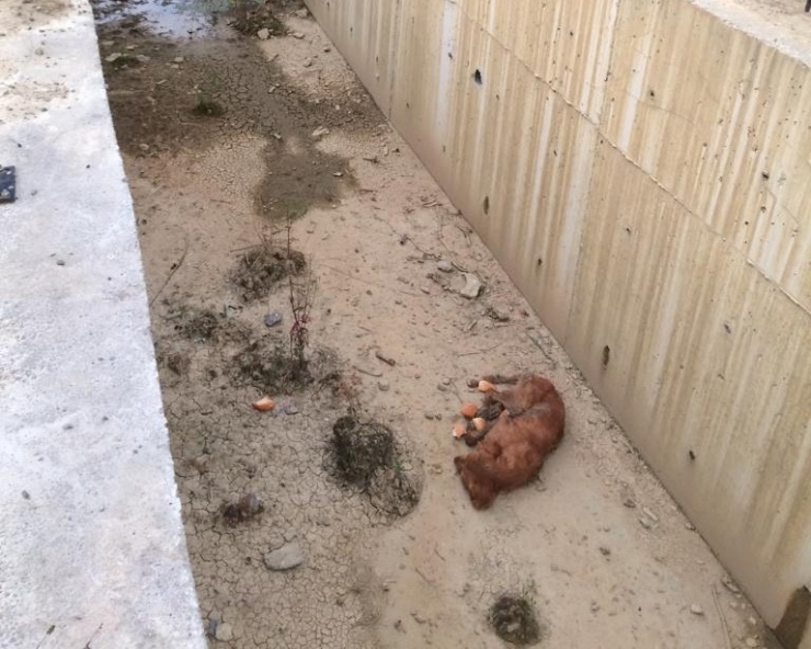 Su Kanalına Düşen Köpek Kurtarıldı