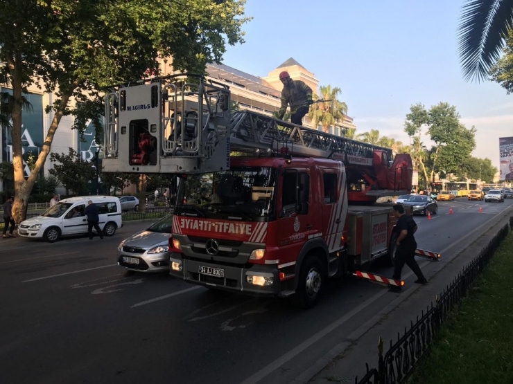 Ağaçta Mahsur Kalan Yavru Kedinin İmdadına İtfaiye Yetişti