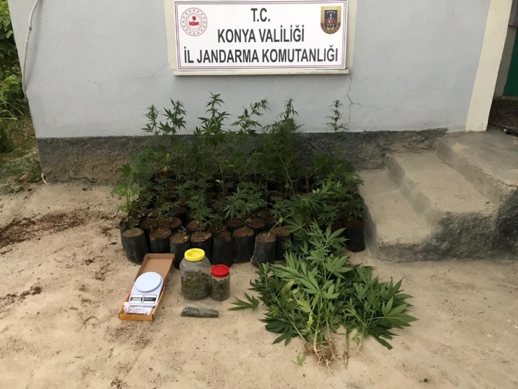 Konya’da Yapılan Baskında Kenevir Ele Geçirildi