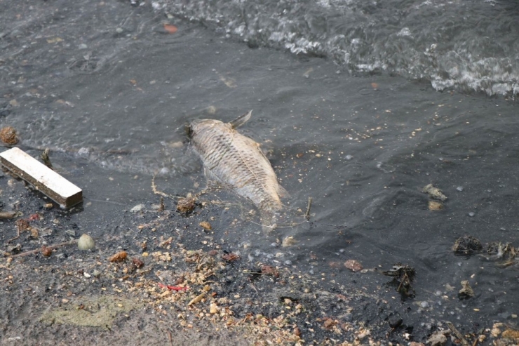 Bayramhacılı Barajı’nda Yüzlerce Balık Kıyıya Vurdu