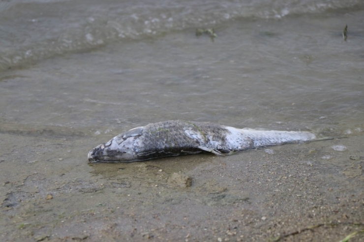 Bayramhacılı Barajı’nda Yüzlerce Balık Kıyıya Vurdu