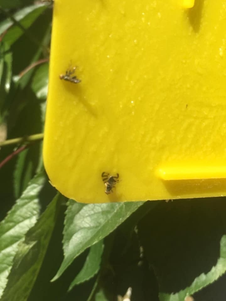 Şaphane Ziraat Odası Başkanı Kiraz Üreticisini Uyardı