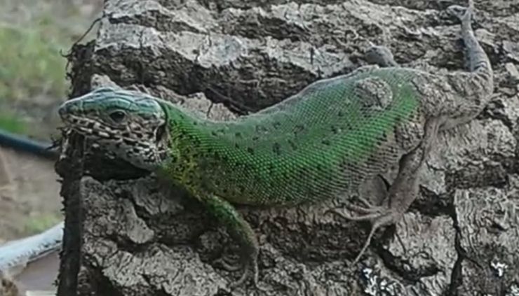 Kurbağa Ve Kertenkeleyi Önce Sevdi, Sonra Fotoğrafladı