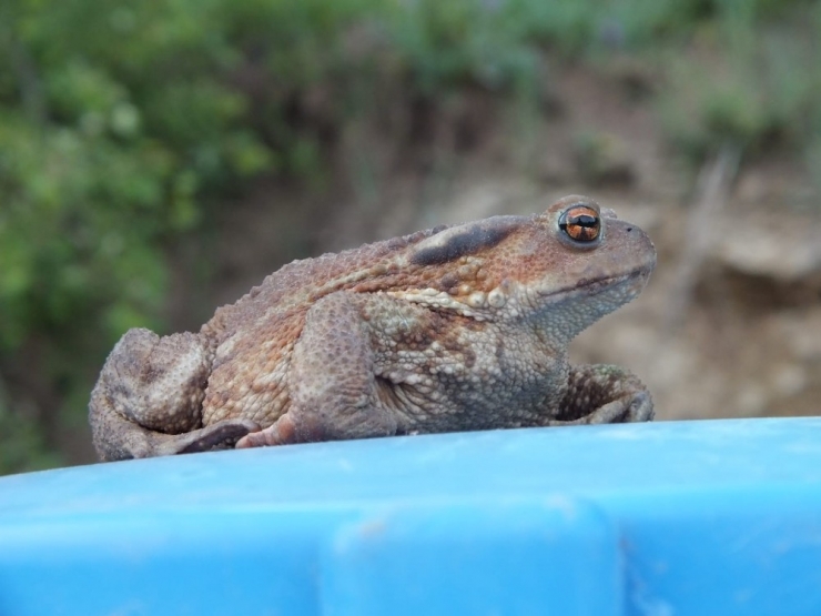 Kurbağa Ve Kertenkeleyi Önce Sevdi, Sonra Fotoğrafladı
