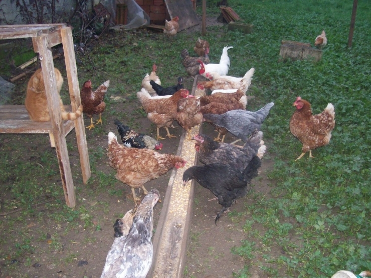 Kkka Hastalığına Karşı En Etkili Önlem Tavuklar