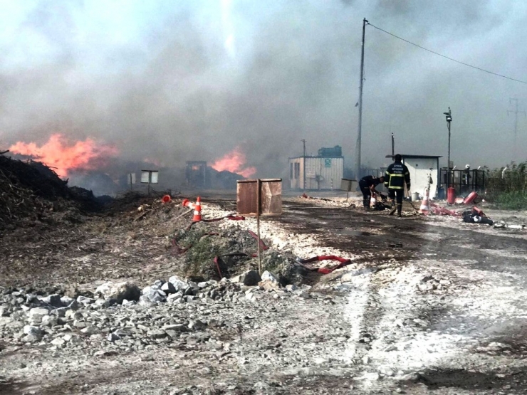 Söke’de Pamuk Çalıları Alev Alev Yandı