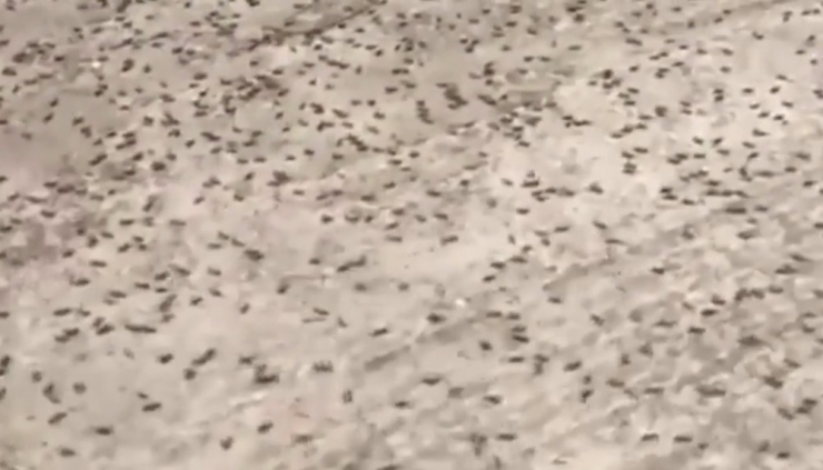 Sardinya Adası’nda Çekirge İstilası