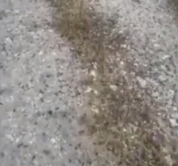 Sardinya Adası’nda Çekirge İstilası