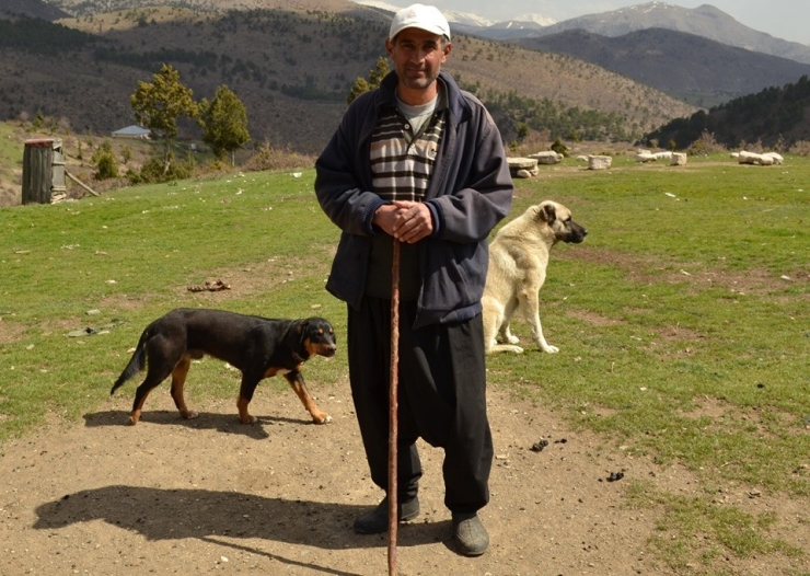 Çobanların Mera Kavgası Kanlı Bitti