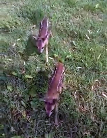 Yavru Karacalar, Fındık Bahçesinde Bulundular