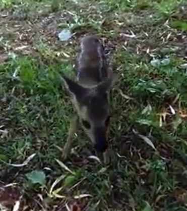 Yavru Karacalar, Fındık Bahçesinde Bulundular