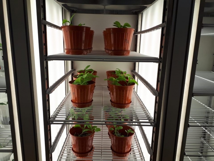 Endemik Bitkiler, Doku Kültürü Laboratuvarında Üretildi