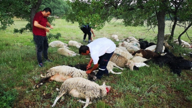 Eskişehir’de 55 Koyun Yıldırım Sebebiyle Telef Oldu