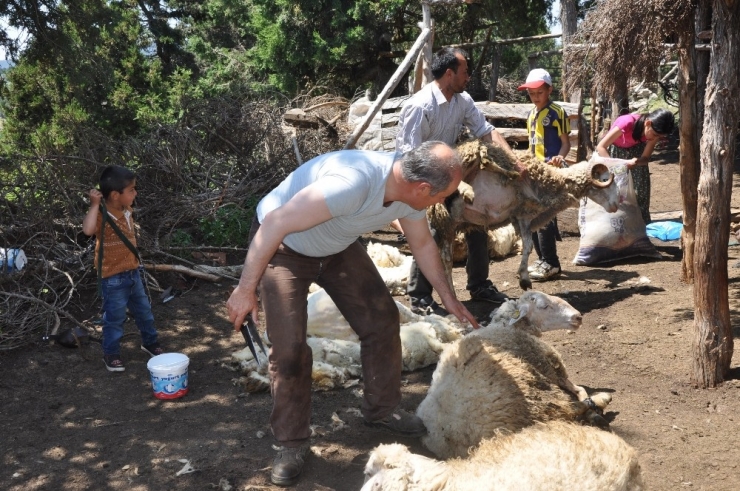 Hocalar’da Koyun Kırkımı Şölen Havasında Başladı