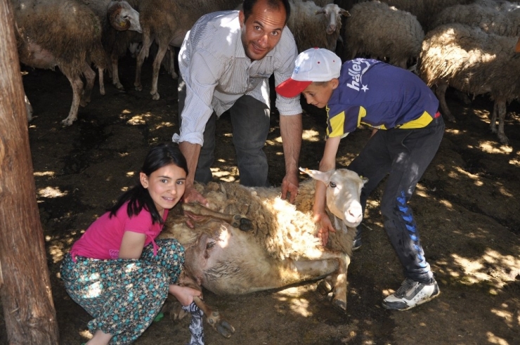 Hocalar’da Koyun Kırkımı Şölen Havasında Başladı