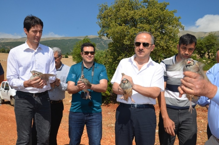 Hatay’da Kınalı Keklikler Doğaya Bırakıldı