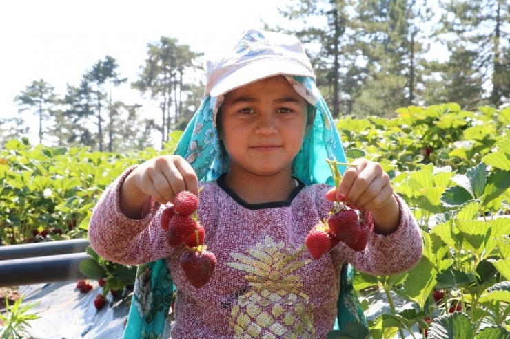 Kahramanmaraş’ta Çilek Hasadı