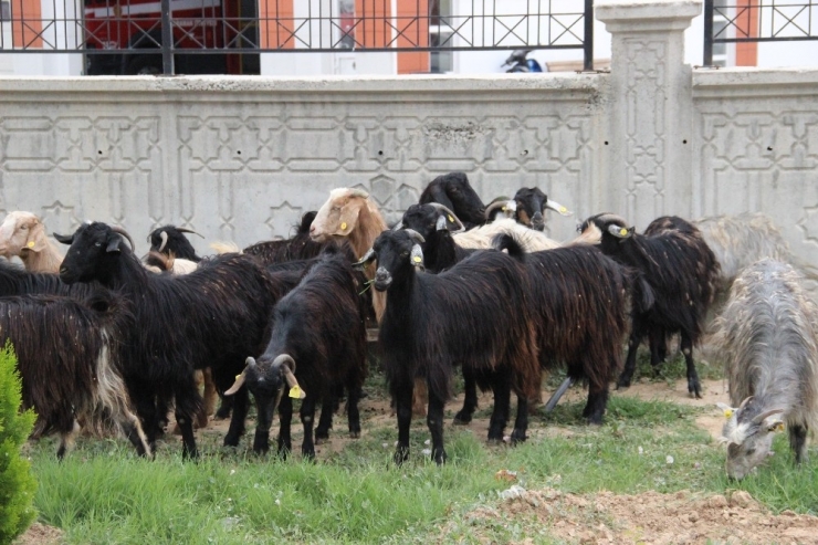Karaman’da Tırla Çarpışan Keçi Yüklü Kamyonet Devrildi