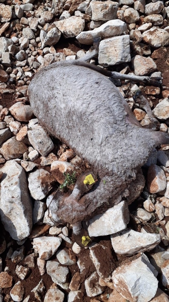 Sel Nedeniyle 25 Küçükbaş Hayvan Telef Oldu