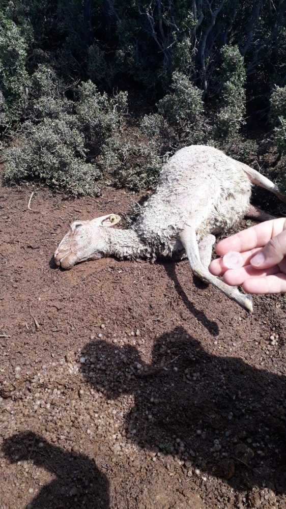 Sel Nedeniyle 25 Küçükbaş Hayvan Telef Oldu