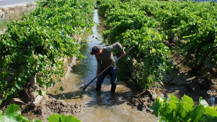 Sarıgöl’de Üzüm Bağlarında Bakım