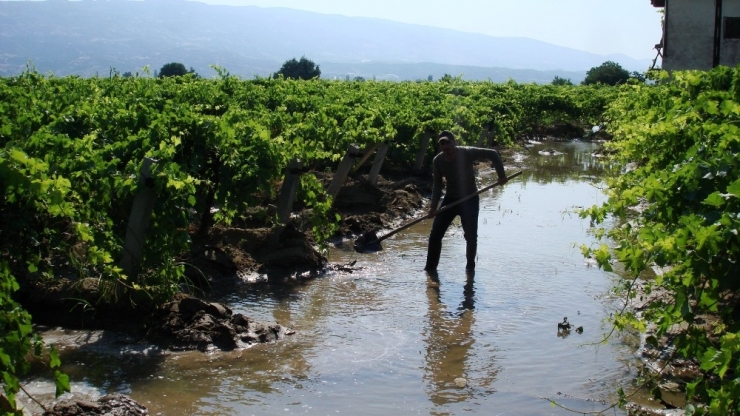 Sarıgöl’de Üzüm Bağlarında Bakım