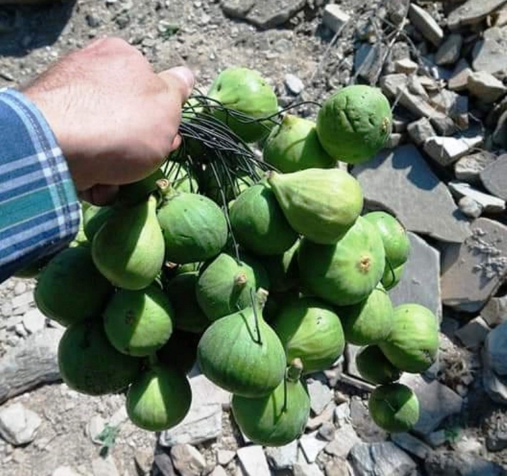 Aydın’da İlekleme Sezonu Başladı