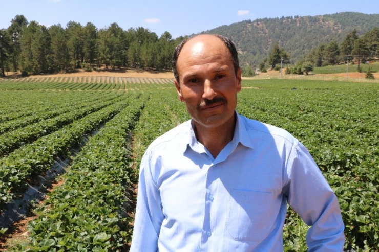 Kahramanmaraş’ta Çilek Hasadı