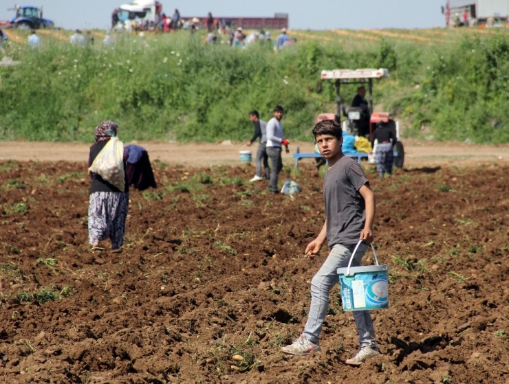 Başak Toplayarak Hem Ailesini Geçindiriyor Hem Okul Harçlığını Çıkartıyor