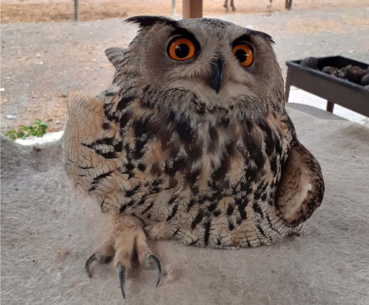 Yaralı Baykuşa Vatandaş Sahip Çıktı