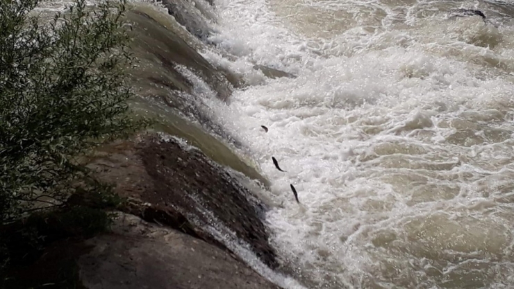 Balıkların Üreme Göçüne Böyle Yardım Ettiler