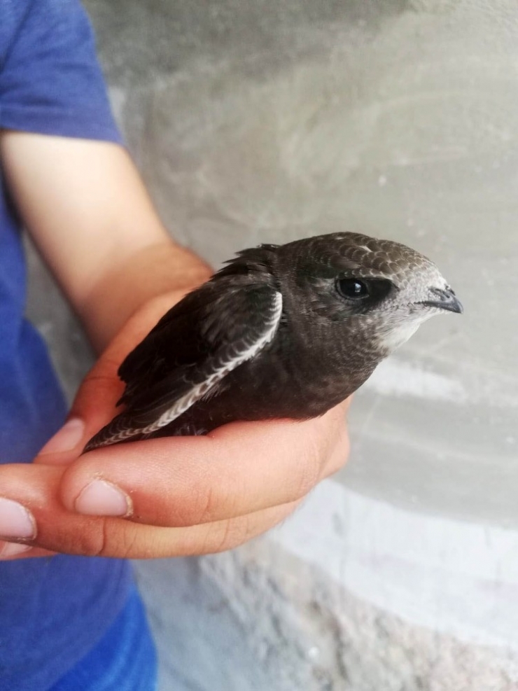 Parkta Otururken Ebabil Kuşu Buldu