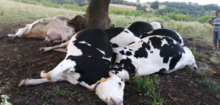 Ağaca Yıldırım Düştü, 10 İnek Telef Oldu