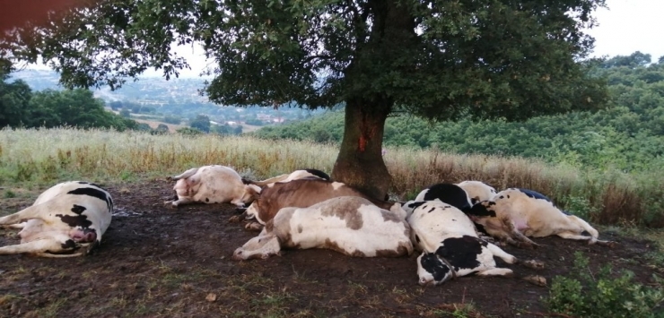 Ağaca Yıldırım Düştü, 10 İnek Telef Oldu