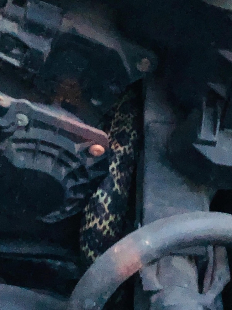 Satılık Aracı Görmeye Gelen Müşteri Yılanla Karşılaştı