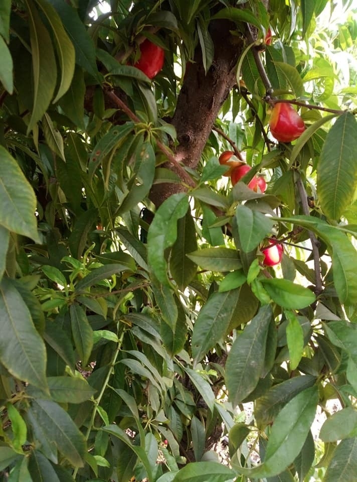 Hatay’da Nektarin Hasadı Başladı