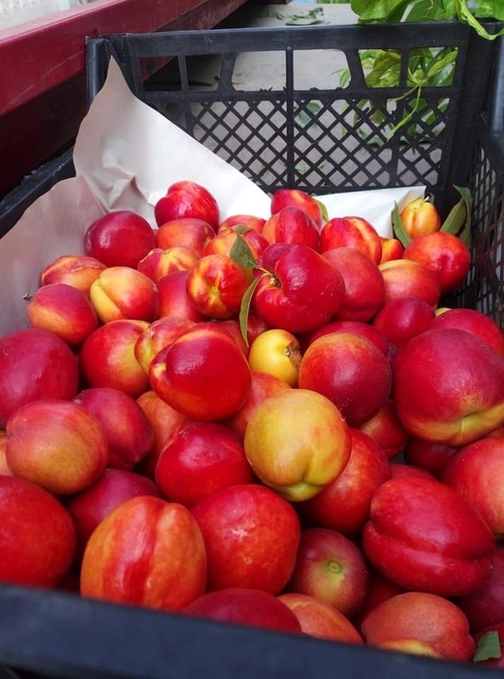 Hatay’da Nektarin Hasadı Başladı