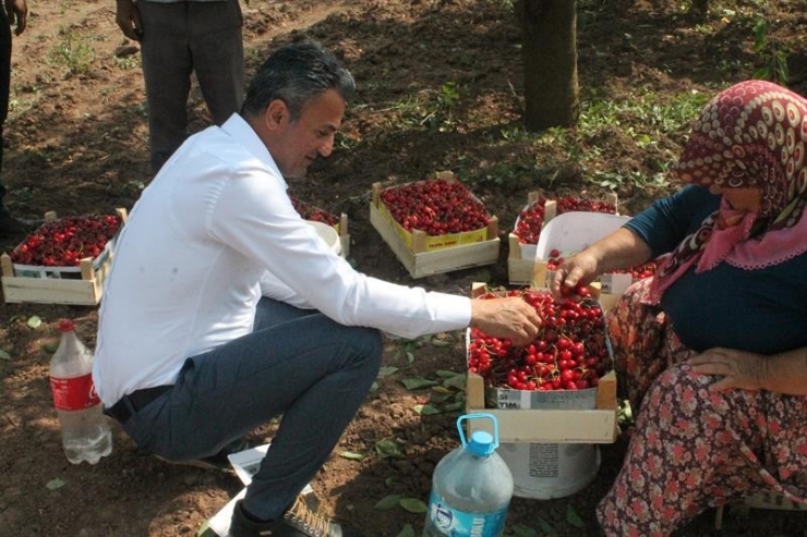İl Müdürü Yoldaş, Kiraz Üreticileriyle Bir Araya Geldi