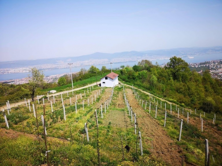 Büyükşehir’den Çiftçiye Çilek Ve Kivi Bahçesi Desteği